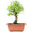 Ulmus parvifolia Nire, 20,5 cm, ± 8 years old