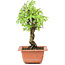 Ulmus parvifolia Nire, 20,5 cm, ± 8 years old