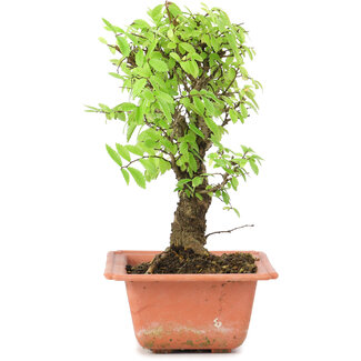 Ulmus parvifolia Nire, 19,5 cm, ± 8 anni