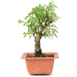 Ulmus parvifolia Nire, 18,5 cm, ± 8 anni