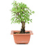 Ulmus parvifolia Nire, 18,5 cm, ± 8 Jahre alt