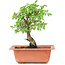 Ulmus parvifolia Nire, 18,5 cm, ± 8 years old