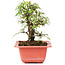 Ulmus parvifolia Nire, 14,5 cm, ± 8 years old