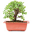 Ulmus parvifolia Nire, 14,5 cm, ± 8 years old