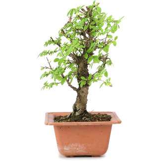 Ulmus parvifolia Nire, 18,5 cm, ± 8 anni