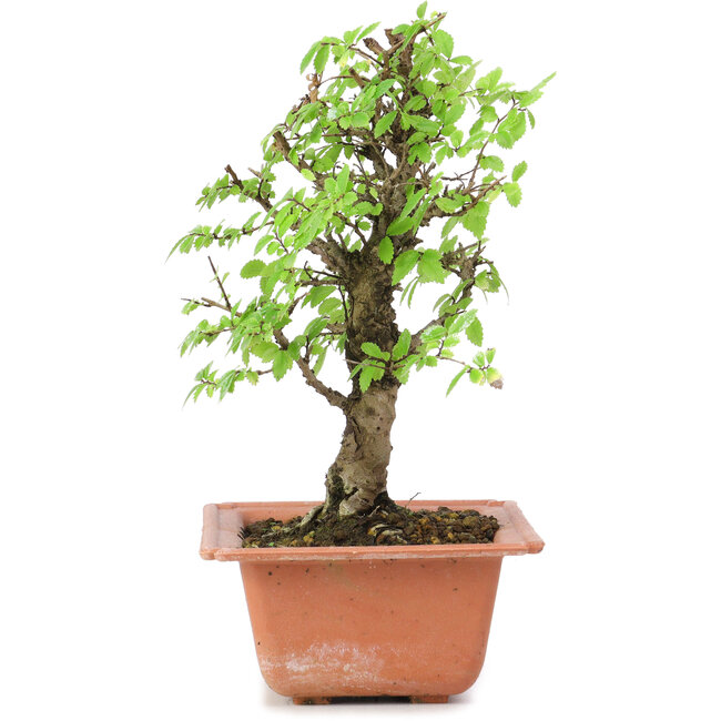 Ulmus parvifolia Nire, 18,5 cm, ± 8 Jahre alt