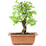 Ulmus parvifolia Nire, 18,5 cm, ± 8 Jahre alt