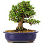 Rhododendron indicum Osakazuki, 20,5 cm, ± 15 Jahre alt