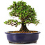 Rhododendron indicum Osakazuki, 20,5 cm, ± 15 Jahre alt