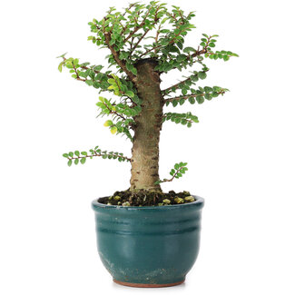 Ulmus parvifolia Nire, 14 cm, ± 5 anni