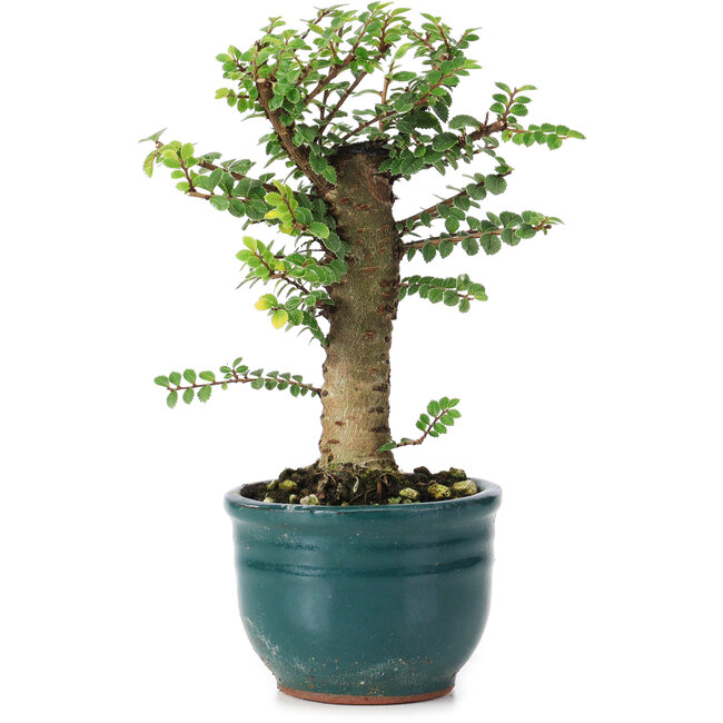 Ulmus parvifolia Nire, 14 cm, ± 5 anni