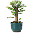 Ulmus parvifolia Nire, 14 cm, ± 5 years old