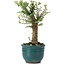 Ulmus parvifolia Nire, 14 cm, ± 5 years old