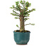 Ulmus parvifolia Nire, 14 cm, ± 5 years old