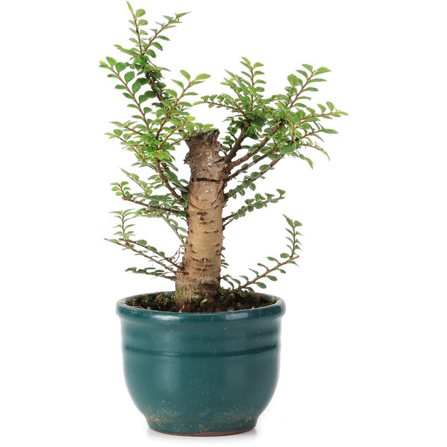 Ulmus parvifolia Nire, 13,5 cm, ± 5 Jahre alt