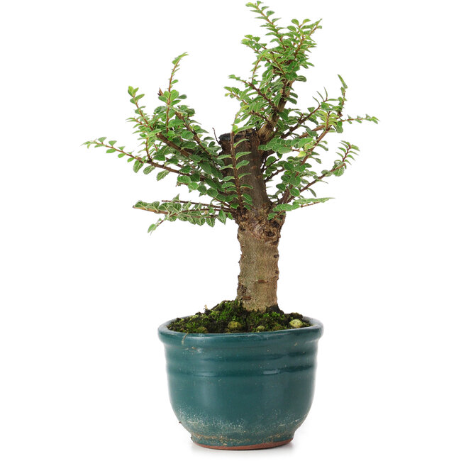 Ulmus parvifolia Nire, 15 cm, ± 5 Jahre alt