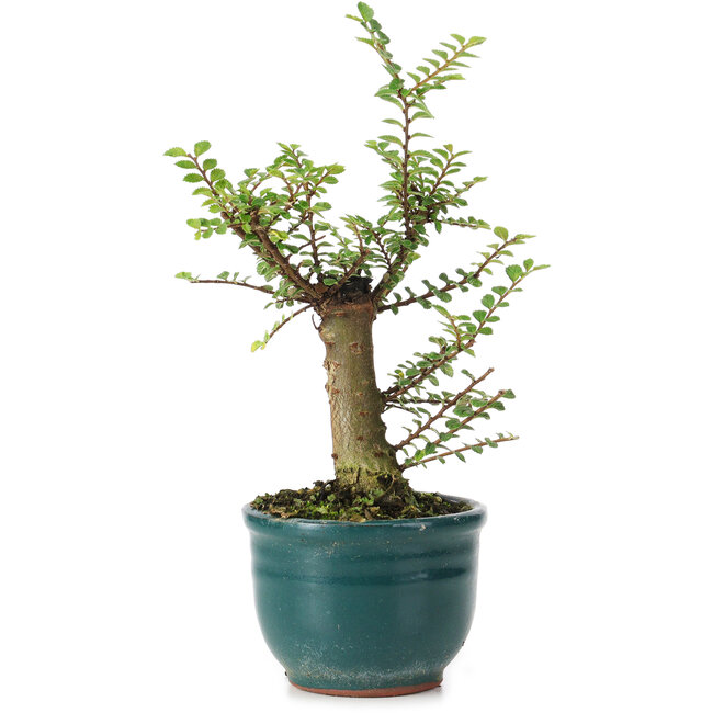 Ulmus parvifolia Nire, 16 cm, ± 5 Jahre alt