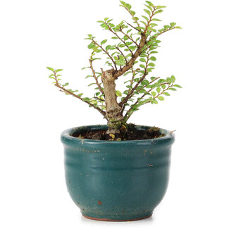 Ulmus parvifolia Nire, 10 cm, ± 5 years old