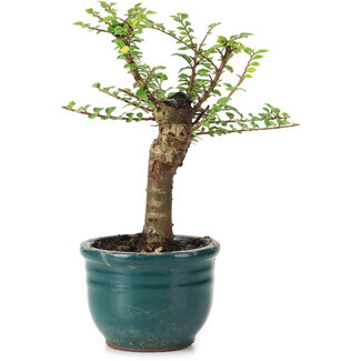 Ulmus parvifolia Nire, 13,5 cm, ± 5 Jahre alt