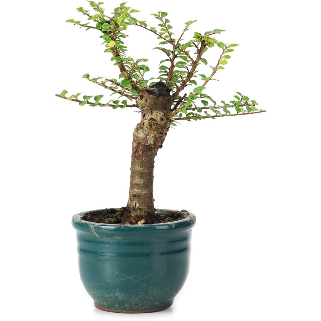 Ulmus parvifolia Nire, 13,5 cm, ± 5 jaar oud