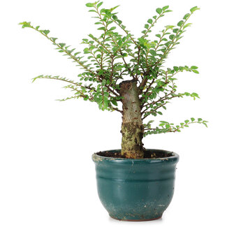 Ulmus parvifolia Nire, 13,5 cm, ± 5 jaar oud