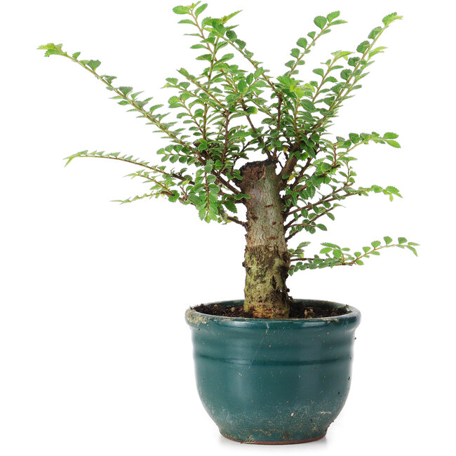 Ulmus parvifolia Nire, 13,5 cm, ± 5 jaar oud