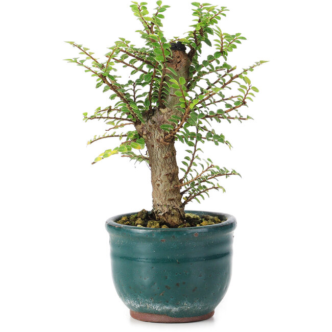 Ulmus parvifolia Nire, 13 cm, ± 5 anni