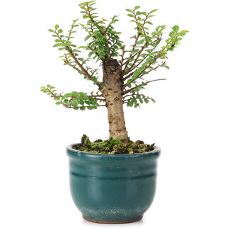 Ulmus parvifolia Nire, 11,5 cm, ± 5 anni