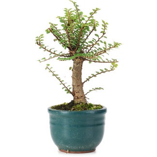 Ulmus parvifolia Nire, 14 cm, ± 5 years old