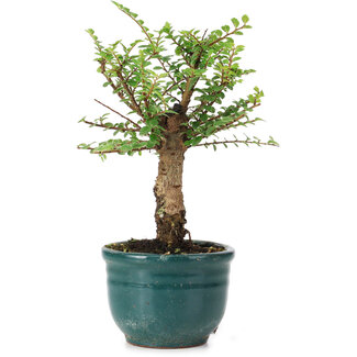 Ulmus parvifolia Nire, 14 cm, ± 5 anni