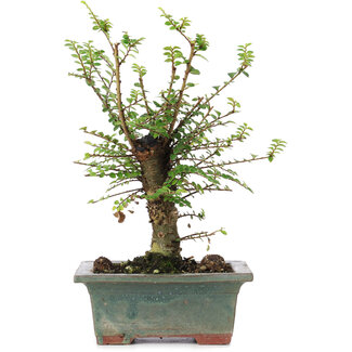 Ulmus parvifolia Nire, 20 cm, ± 6 Jahre alt