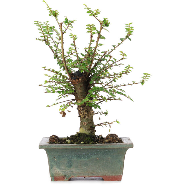 Ulmus parvifolia Nire, 20 cm, ± 6 anni
