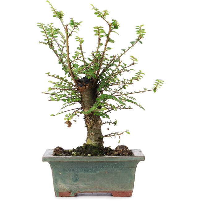 Ulmus parvifolia Nire, 20 cm, ± 6 Jahre alt