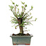 Ulmus parvifolia Nire, 20 cm, ± 6 years old