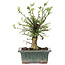 Ulmus parvifolia Nire, 20 cm, ± 6 years old