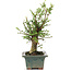 Ulmus parvifolia Nire, 20 cm, ± 6 years old