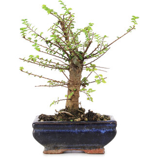 Ulmus parvifolia Nire, 20 cm, ± 6 jaar oud