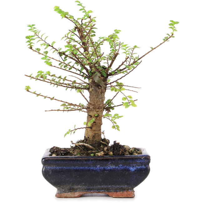 Ulmus parvifolia Nire, 20 cm, ± 6 anni