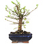 Ulmus parvifolia Nire, 20 cm, ± 6 years old