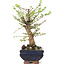 Ulmus parvifolia Nire, 20 cm, ± 6 years old