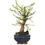 Ulmus parvifolia Nire, 20 cm, ± 6 years old