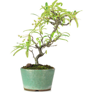 Pyracantha, 20,8 cm, ± 7 anni