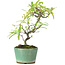 Pyracantha, 20,8 cm, ± 7 years old