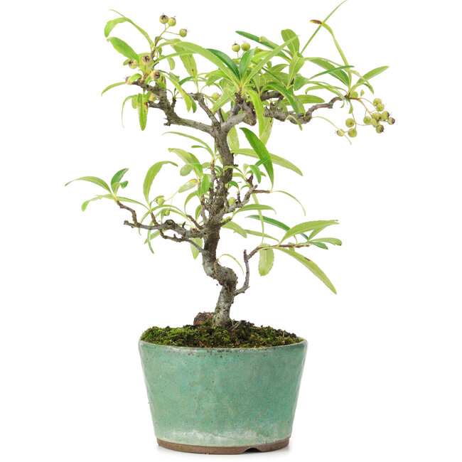Pyracantha, 20,8 cm, ± 7 anni