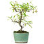 Pyracantha, 20,8 cm, ± 7 years old