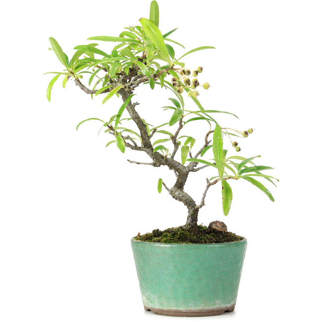 Pyracantha, 20,8 cm, ± 7 años
