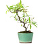 Pyracantha, 20,8 cm, ± 7 years old