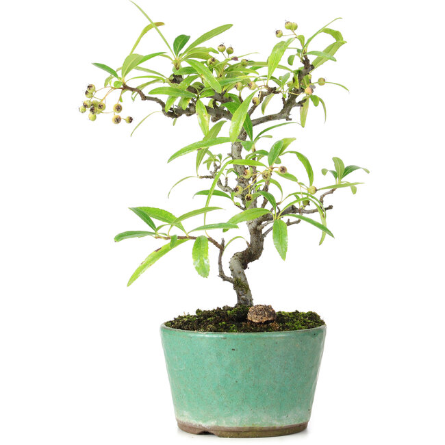 Pyracantha, 20,8 cm, ± 7 años