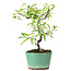 Pyracantha, 20,8 cm, ± 7 years old