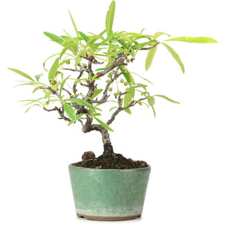 Pyracantha, 19 cm, ± 7 Jahre alt